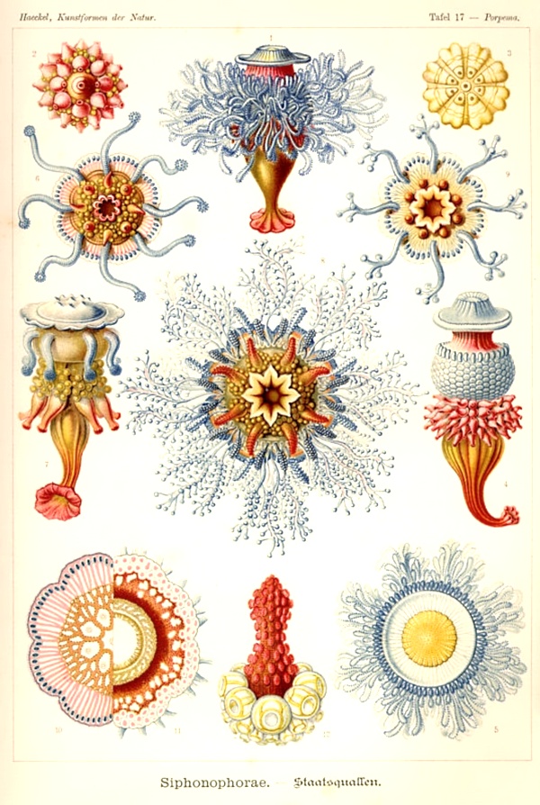 ernst_haeckel-kunstformen1